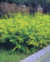 P310_japonica.jpg