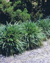 P396_platyphylla.jpg